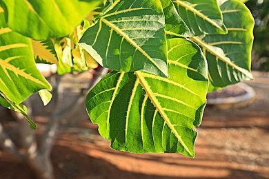 《刺客信条：幻景》发行时支持DLSS 2和FSR 2.0